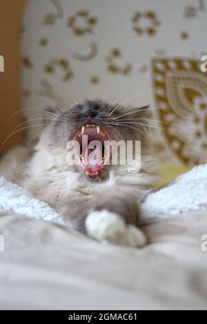 Sweet Kiity Cat Sacred Birman Stock Photo