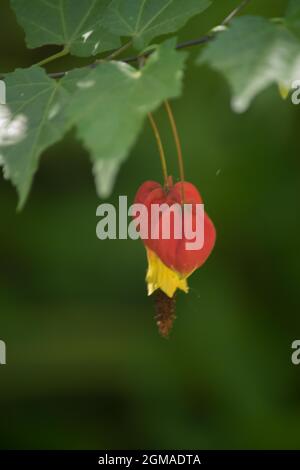 Closeup photo a a red flower of an abutilon Stock Photo