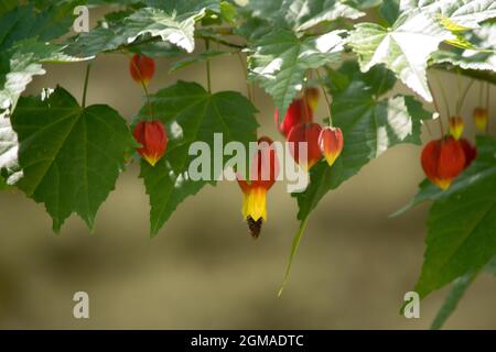 Closeup photo a a red flower of an abutilon Stock Photo