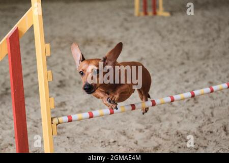 Speed and agility, sports with dog. Red color short haired dwarf dachshund runs fast and jumps high over barrier at agility competitions. Very active Stock Photo