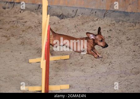 Speed and agility, sports with dog. Red color short haired dwarf dachshund runs fast and jumps high over barrier at agility competitions. Very active Stock Photo