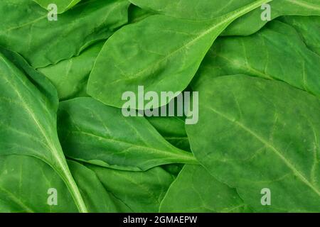 Spinach background. Top view background Stock Photo