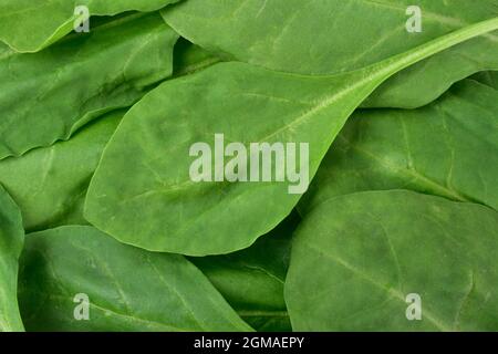 Fresh green baby spinach leaves Stock Photo