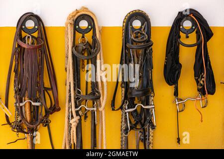 Some equestrian implements hanging on a wall in a equestrian club Stock Photo