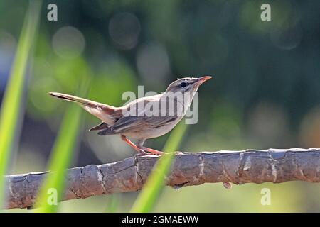 Rufous-tailed scrub robin, Cercotrichas galactotes Stock Photo