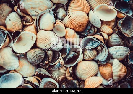 variety of sea shells from beach Stock Photo