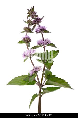 Peppermint flowers isolated on white background. Mint branch. Herbal medicine. Stock Photo