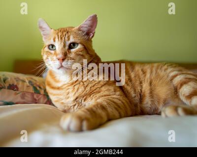 Ginger tabby cat is staring at someone indoors. Portrait shot of a domestic red cat face with serious green eyes. Adult cat hooligan with ragged ears. Stock Photo