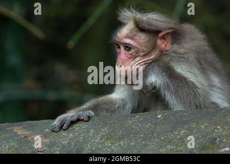 A monkey is looking over the wall, resting his head on his hand, forming wrinkles on his face. Stock Photo