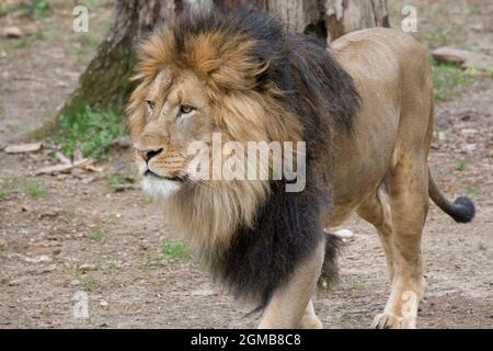 (210917) -- WASHINGTON, Sept. 17, 2021 (Xinhua) -- Undated photo provided by Smithsonian's National Zoo shows a lion at Smithsonian's National Zoo in Washington, DC, the United States. All of the lions and tigers living in the Smithsonian's National Zoo in U.S. capital Washington, DC have tested presumptive positive for coronavirus, the zoo said in a press release on Friday. (Smithsonian's National Zoo/Handout via Xinhua) Stock Photo