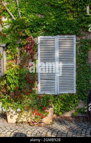 This image shows a close, upward view of an idyllic vintage stone wall texture background covered in ivy, with a wooden window with white shutters. Stock Photo