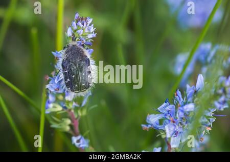 Epicometis hirta Alleculid beetle Tropinota Epicometis hirta Scarabaeidae on blue flower Veronica teucrium, speedwell, bird's eye, and gypsyweed. Figh Stock Photo