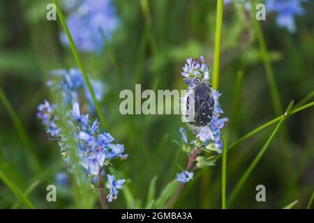 Epicometis hirta Alleculid beetle Tropinota Epicometis hirta Scarabaeidae on blue flower Veronica teucrium, speedwell, bird's eye, and gypsyweed. Figh Stock Photo