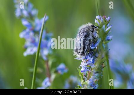 Epicometis hirta Alleculid beetle Tropinota Epicometis hirta Scarabaeidae on blue flower Veronica teucrium, speedwell, bird's eye, and gypsyweed. Figh Stock Photo