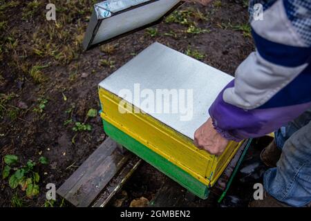 beekeeper opens hive with a protective sheet. Insulation of bees for wintering. Stock Photo