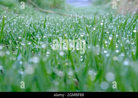 Morning dew on a grass. Stock Photo