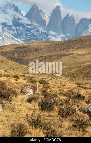 Rhea on the pampas near Torres del Paine, Patagonia Stock Photo