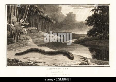 Electric eel, Electrophorus electricus, on the shore near a river in the South American jungle. Electric gymnote, Gymnotus electricus, Aquatint drawn and engraved by William Daniell from William Wood’s Zoography, Cadell and Davies, 1807. Stock Photo