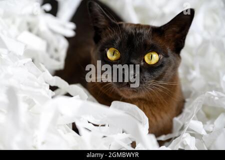 Burma cat lying in pile of cut paper, cute brown Burmese cat plays with white strips confetti. Playful Burmese European cat with chocolate fur color r Stock Photo
