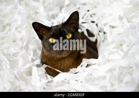 Burma cat lying in filler box packaging, cute brown Burmese cat plays with white confetti strips. Playful Burmese European cat relaxes on cut paper he Stock Photo