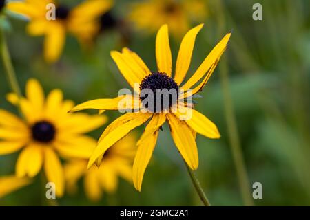 Single yellow Rudbeckia fulgida deamii flower in summer Stock Photo