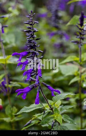 Close up of Salvia Amistad flower in summer Stock Photo