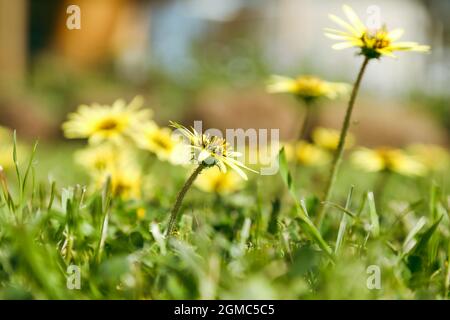 Capeweed Australian wildflower yellow daisy-like flower on bright spring day Stock Photo