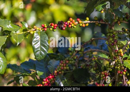 Arabicas coffee beans ripening on tree in North of thailand Stock Photo