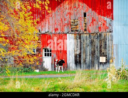 A red barn, partially painted, on a fall day has a calf standing close to the door in the barn, with a golden leafed trees in the foreground. Stock Photo