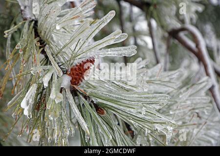 Pine needles in ice, Toledo, Ohio Stock Photo