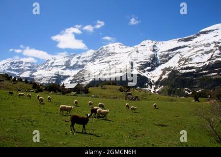 Snow covered mountains, green pastures and sheep in Pineta Valley (Valle de Pineta) in Ordesa National Park, Spain Stock Photo