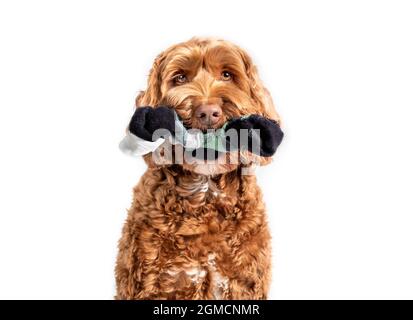 Labradoodle dog with sock in mouth, while looking at camera. Partial front view of cute fluffy female dog. Concept for why dogs eat, chew or steal soc Stock Photo