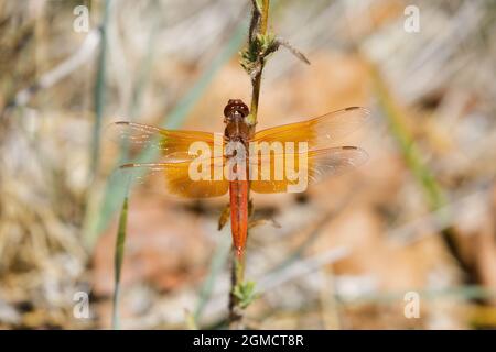 Flame (firecracker) Skimmer sunbathing on a plant. Santa Clara County, California, USA. Stock Photo