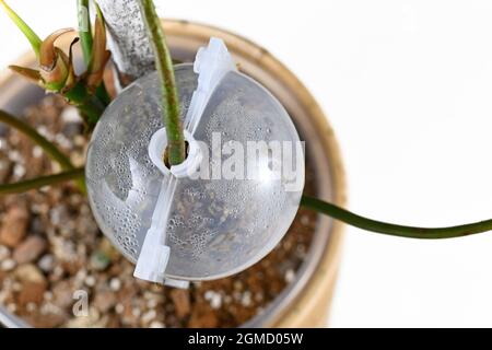 Propagation ball filled with sphagnum moss for plant air layering to let houseplant grow roots Stock Photo