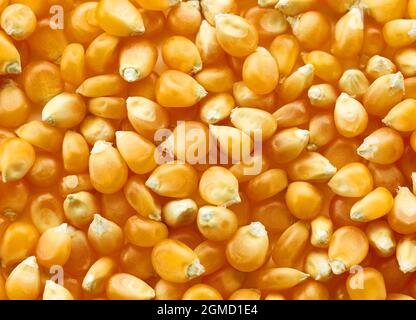 corn grains background, top view Stock Photo
