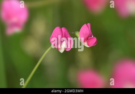 Grass Vetchling - Lathyrus nissolia Stock Photo