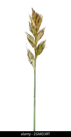 Sand Sedge - Carex arenaria Stock Photo