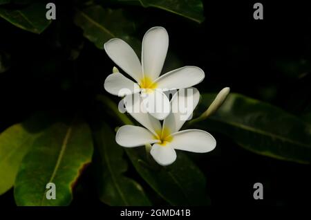 Selective focus on two beautiful FRANGIPANI flowers with green leaves isolated with dark blur background in the park in morning sunshine. Stock Photo