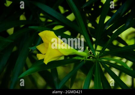 Selective focus on yellow CASCABELA THEVETIA flower with green leaves isolated in blur background in morning sunshine. Stock Photo