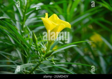 Selective focus on yellow CASCABELA THEVETIA flower with bugs and green leaves isolated in blur background in morning sunshine. Stock Photo