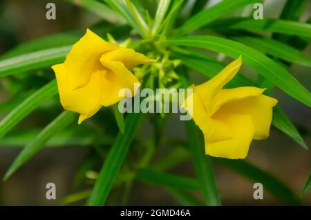 Selective focus on yellow CASCABELA THEVETIA flowers with green leaves isolated in blur background in morning sunshine. Stock Photo