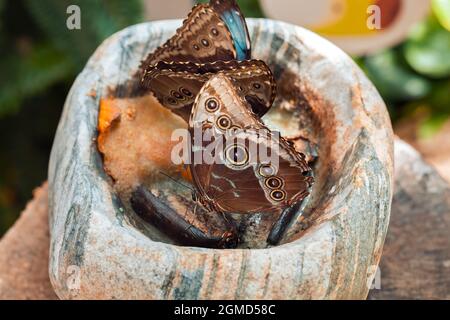Two beautiful blue Morpho peleides butterfly from Nymphalidae family eating nectar of rotten fruits in a stone mortar on a stump in Konya tropical but Stock Photo