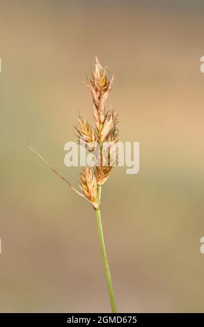 Sand Sedge - Carex arenaria Stock Photo