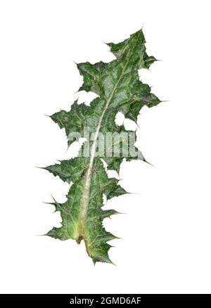 Slender Thistle - Carduus tenuiflorus Stock Photo