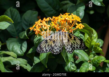 Beautif colorful tropıical butterfly called Large Tree Nymph | Paper Kite | Idea leuconoe drinking nectar of flowers in Konya tropical butterfly garde Stock Photo