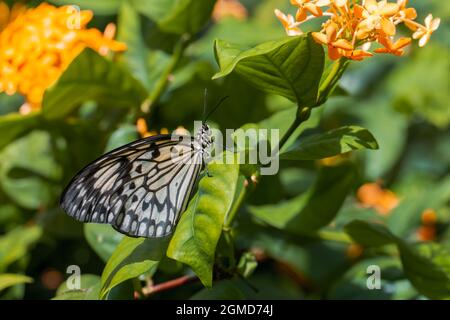 Beautiful tropıical butterfly called Large Tree Nymph | Paper Kite | Idea leuconoe standing on green leaves of flowers in Konya tropical butterfly gar Stock Photo