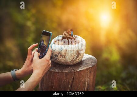 Man taking photo of two Morpho Peleides butterfly eating nectar of rotten fruits inside a stone mortar on a stump in garden. Stock Photo