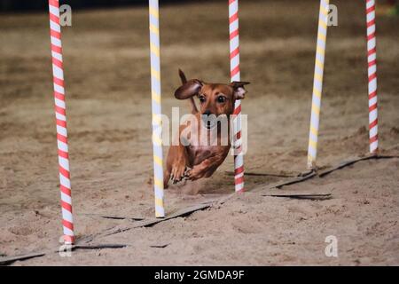 Agility competitions, sports with dog. Future winner and champion. Dwarf red smooth haired dachshund overcomes slalom with several vertical sticks sti Stock Photo