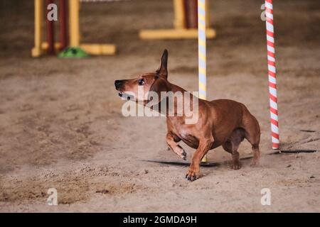 Agility competitions, sports with dog. Future winner and champion. Dwarf red smooth haired dachshund overcomes slalom with several vertical sticks sti Stock Photo