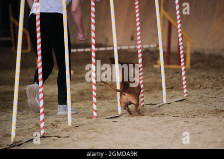 Agility competitions, sports with dog. Future winner and champion. Dwarf red smooth haired dachshund overcomes slalom with several vertical sticks sti Stock Photo
